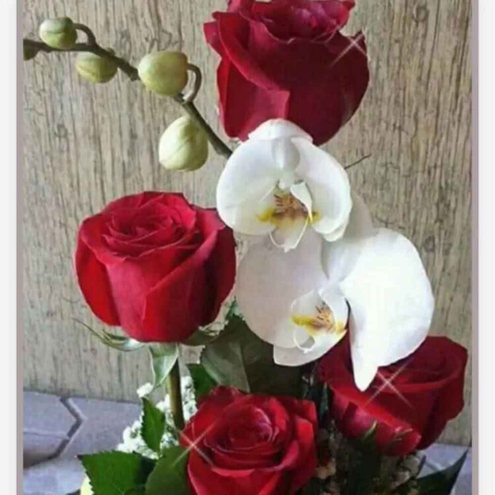 Meet your Posher, Blanca